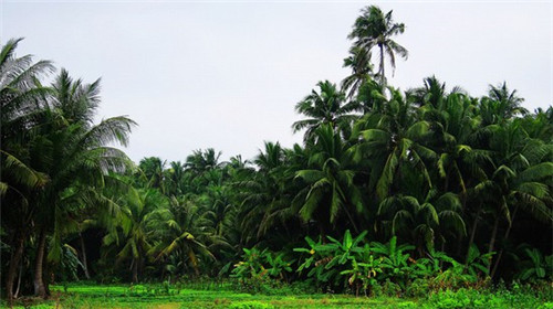 大连荒废的景点叫什么（大连废墟）